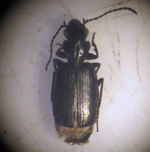 Apristus europaeus