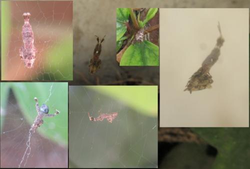 Uloborus plumipes