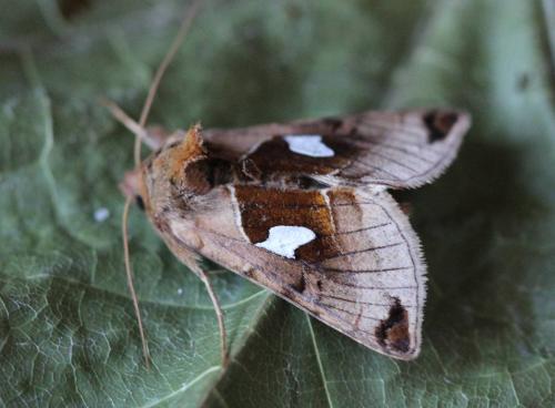 Autographa aemula
