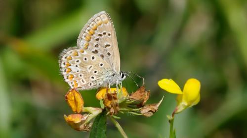 Polyommatus icarus