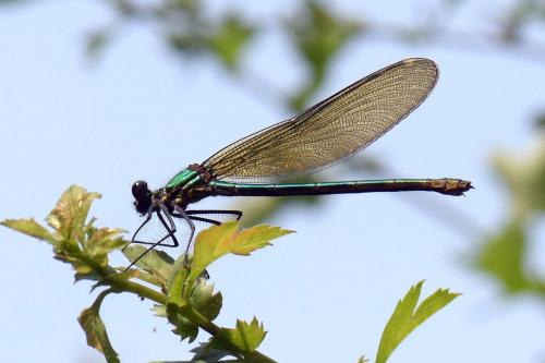 Réf. 188 109 : Calopteryx splendens