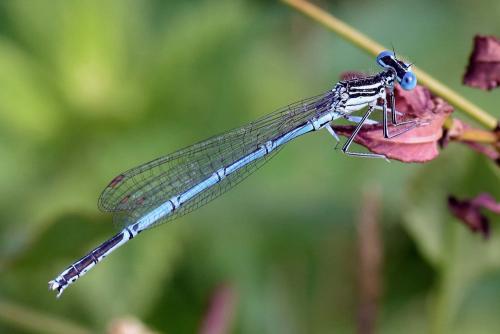 Platycnemis pennipes