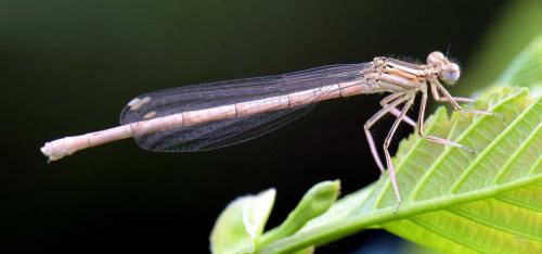 Platycnemis pennipes