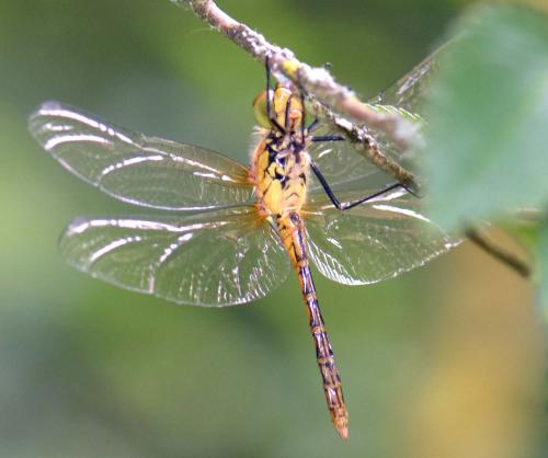 Réf. 188 450 : Sympetrum sanguineum