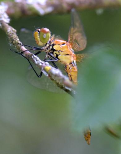 Sympetrum sanguineum