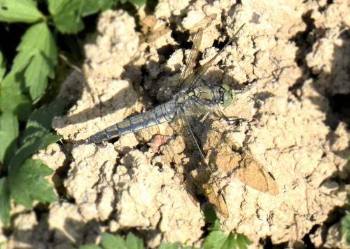 Orthetrum cancellatum