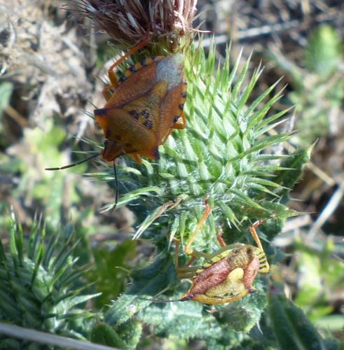 Carpocoris mediterraneus atlanticus