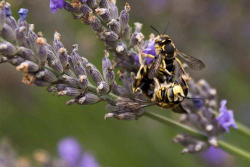 Anthidium florentinum