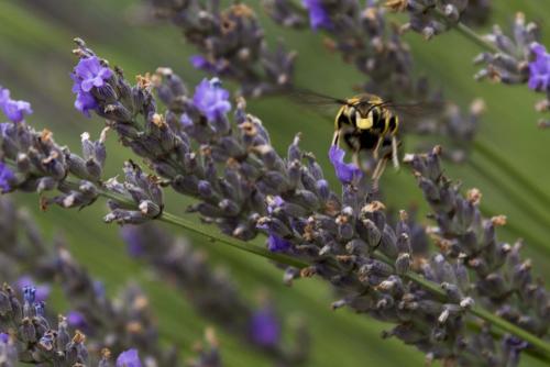 Anthidium florentinum