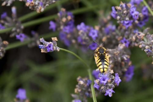 Anthidium florentinum
