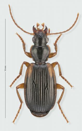 Cymindis humeralis