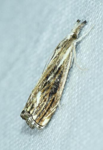 Catoptria verellus
