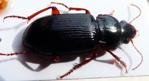 Réf. 188 277 : Amara convexiuscula