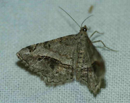 Réf. 188 306 : Chiasmia aestimaria