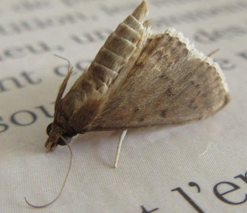 Herpetogramma sp.