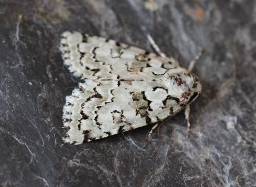 Nyctobrya muralis