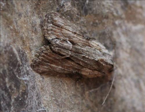 Bryophila raptricula