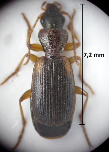 Réf. 188 602 : Cymindis angularis