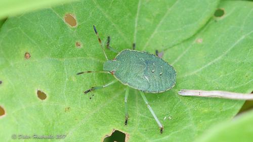 Palomena sp.