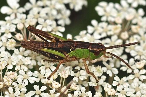Réf. 188 710 : Pseudochorthippus parallelus