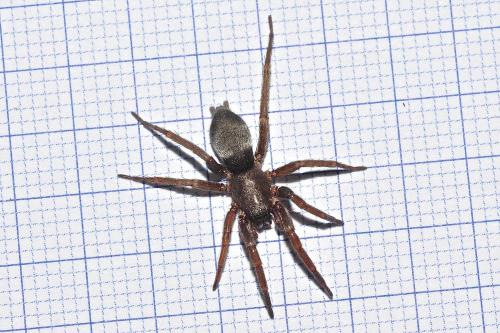 Scotophaeus sp.