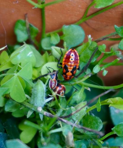 Spilostethus pandurus