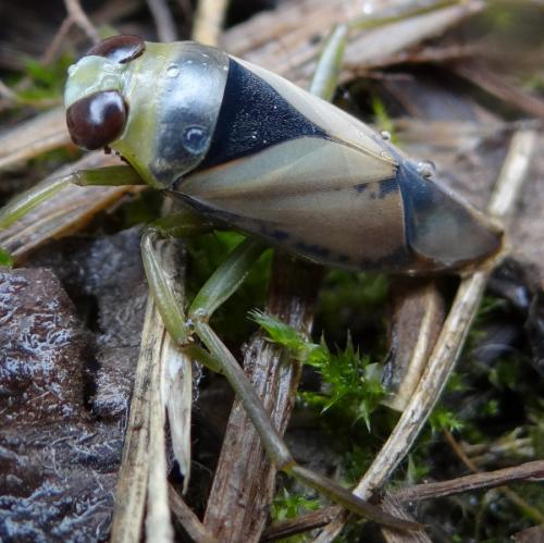 Réf. 188 339 : Notonecta viridis