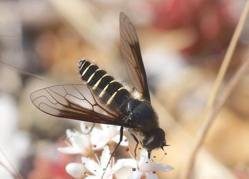 Lomatia sp.