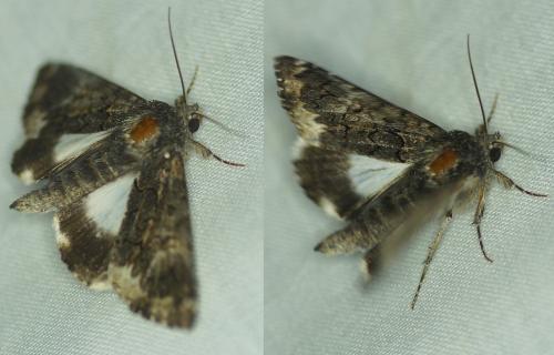 Réf. 188 036 : Catephia alchymista