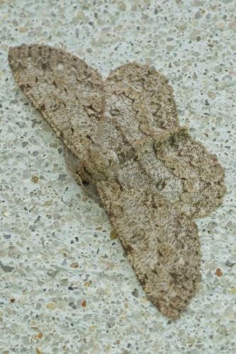 Réf. 188 268 : Hypomecis punctinalis