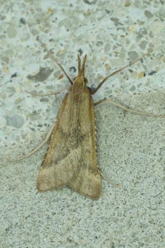 Réf. 188 486 : Synaphe punctalis