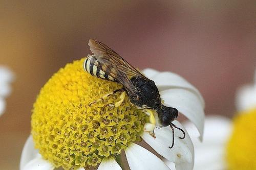 Réf. 188 592 : Lestica clypeata