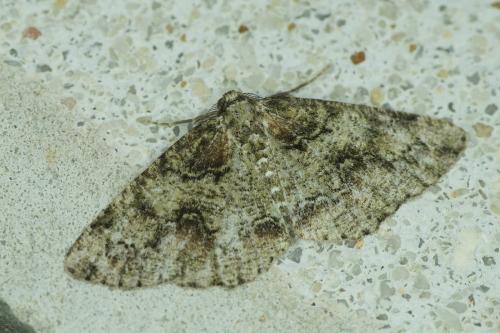 Cleorodes lichenaria