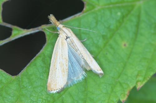Réf. 188 616 : Agriphila straminella