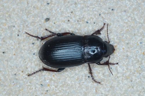 Zabrus tenebrioides