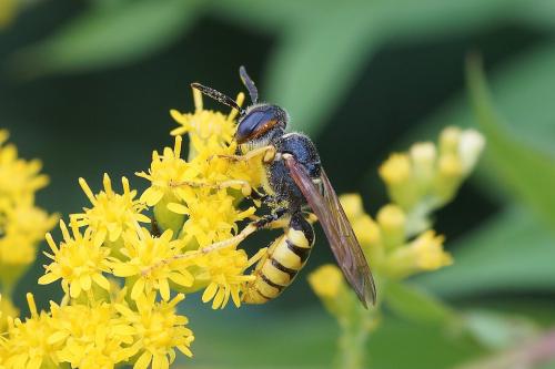 Réf. 188 789 : Philanthus triangulum