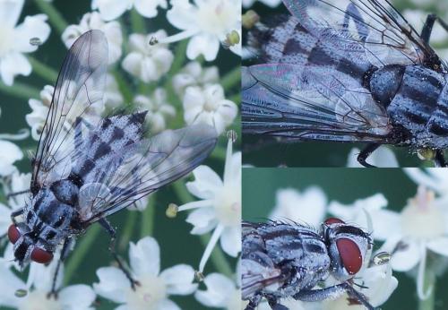 Réf. 188 854 : Macronychia striginervis