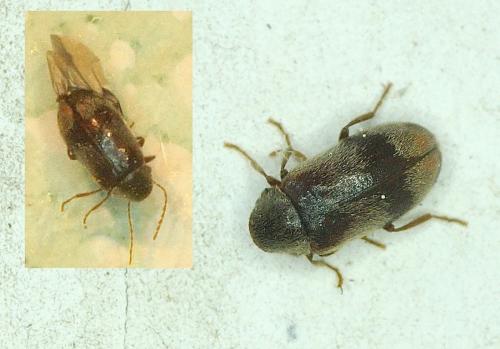 Réf. 188 099 : Ochina ptinoides