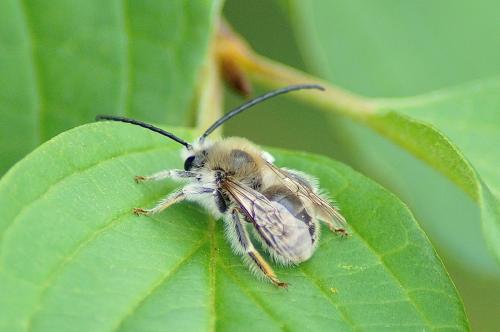 Eucera sp.