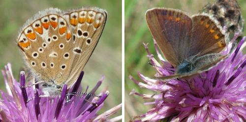 Réf. 188 000 : Polyommatus thersites