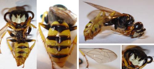 Philanthus triangulum