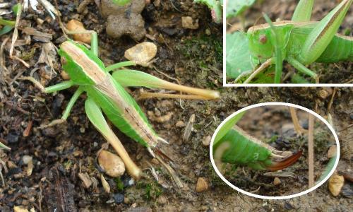 Bicolorana bicolor