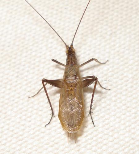 Réf. 188 643 : Oecanthus pellucens pellucens