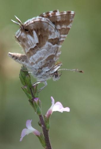 Réf. 188 694 : Cacyreus marshalli