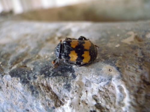 Réf. 188 458 : Nicrophorus sp.