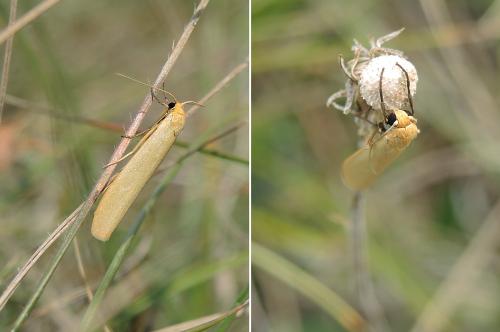 Réf. 188 443 : Eilema pygmaeola