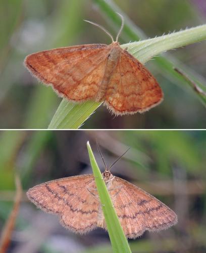 Idaea serpentata