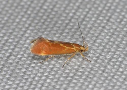 Metalampra sp.