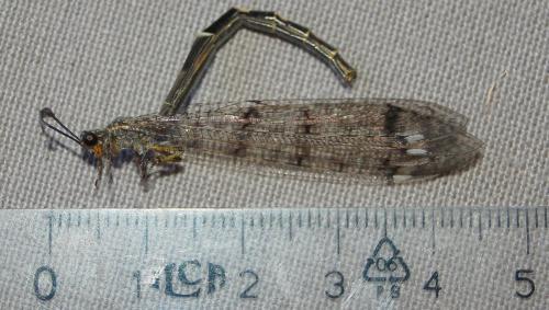 Réf. 188 701 : Distoleon tetragrammicus