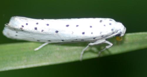 Yponomeuta sp.